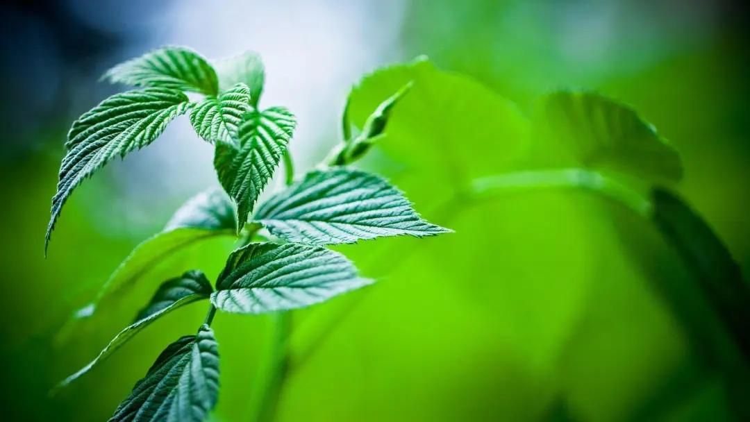 氨基酸、黄腐酸、腐植酸:三大生物刺激剂的作用与区别