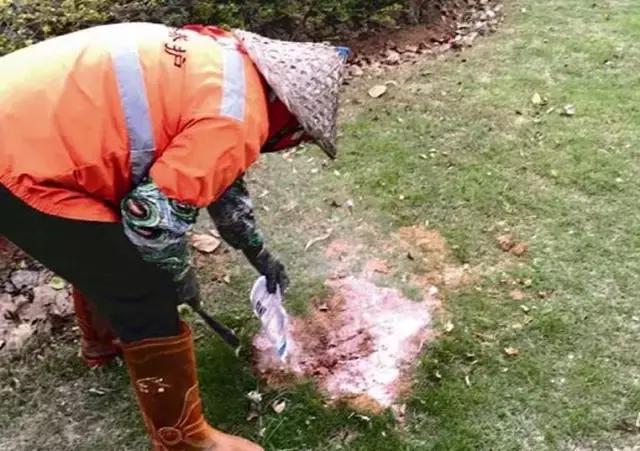 红火蚁出没村民被咬致休克,邕江边红火蚁