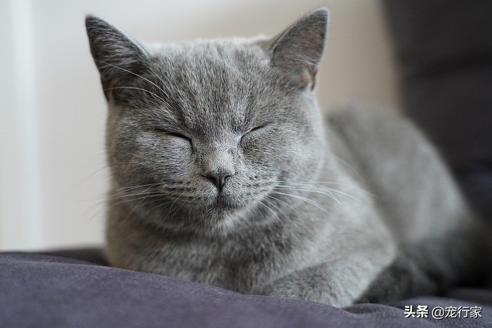 猫为什么会躲起来吓人,猫为什么睁着眼睡觉