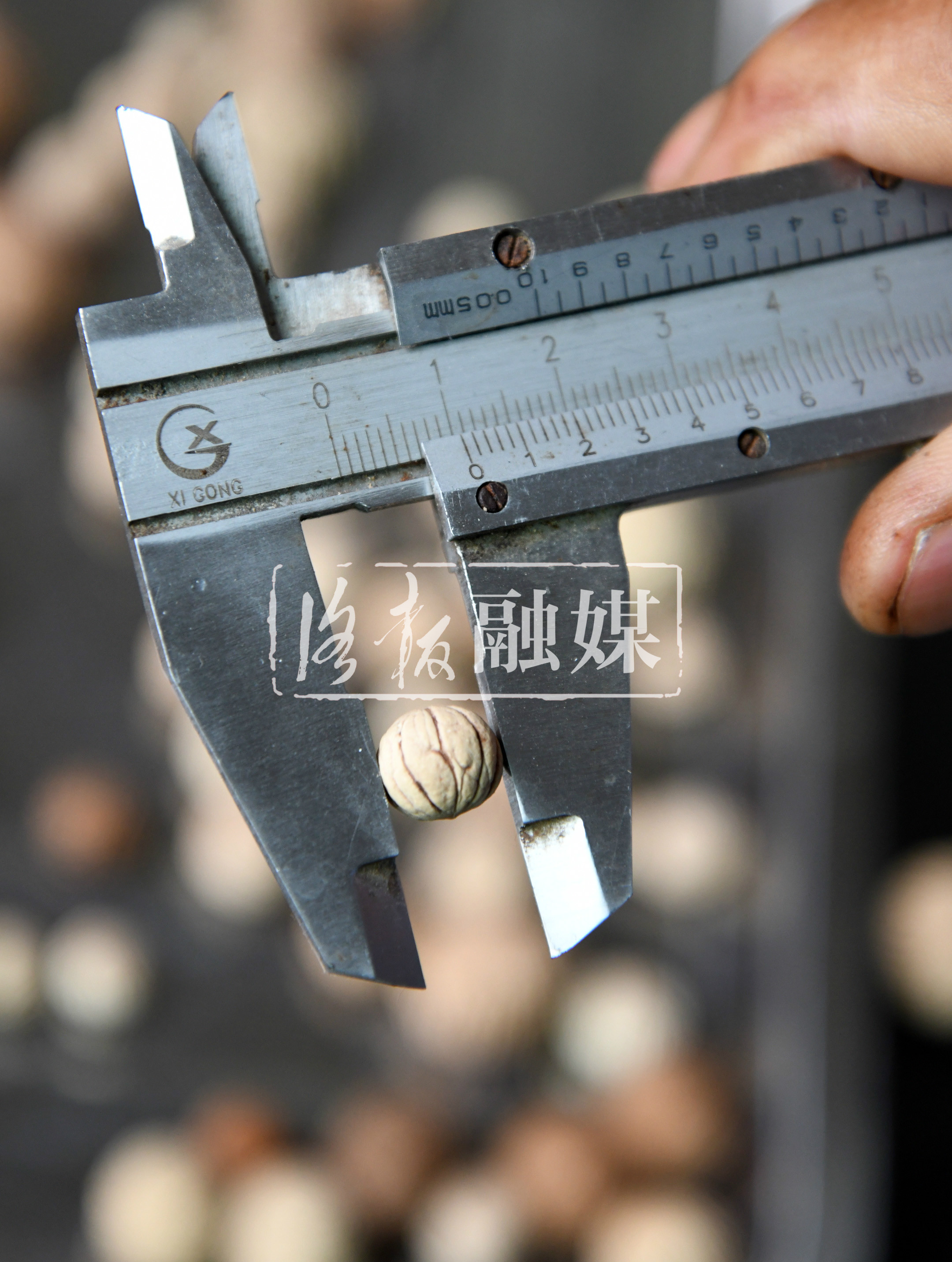 荒山种植核桃前景好,小核桃长成富民大产业