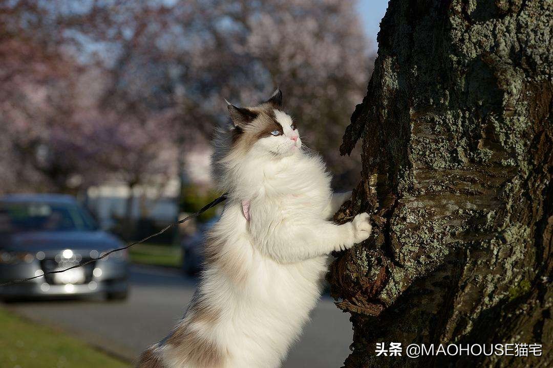 猫牵引绳做法,猫适合用牵引绳吗