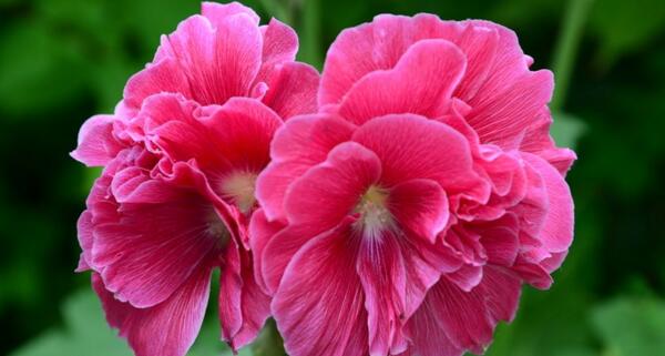 芙蓉花怎么养,芙蓉花怎么养视频