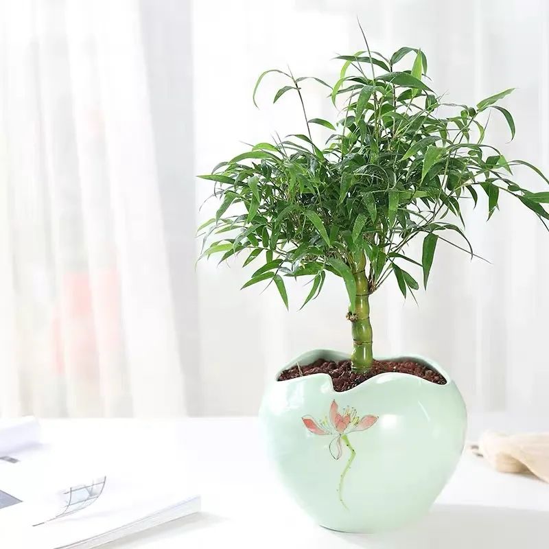 寓意好富贵竹,寓意好的竹子盆栽