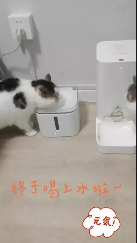 美团叮咚暂停服务,叮咚外卖最新消息