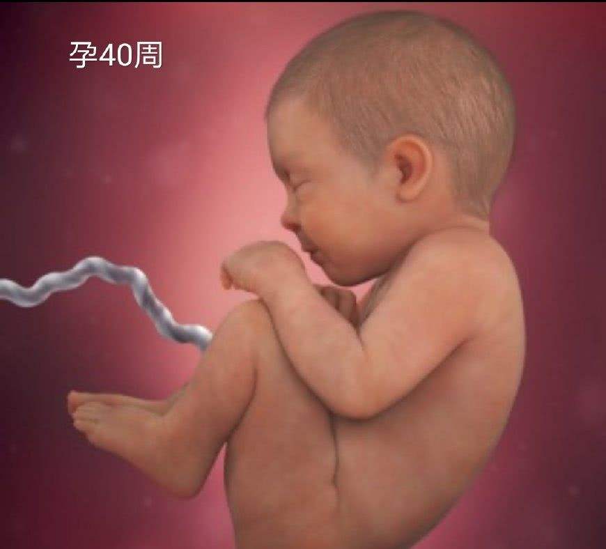 怀孕40周胎儿是什么样的,40周的孕妇是预产期到了吗