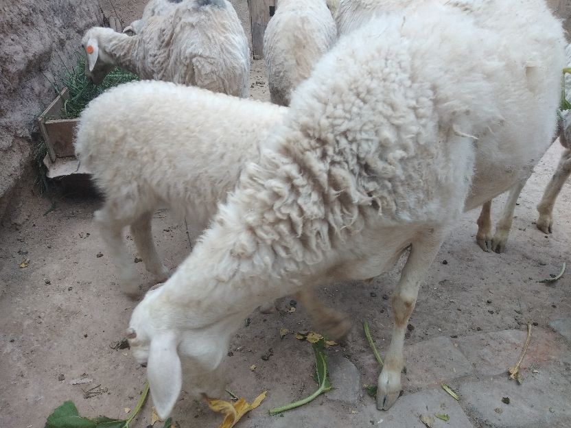 现在乡镇养殖什么比较好做,创业搞养殖养猪牛羊哪个好