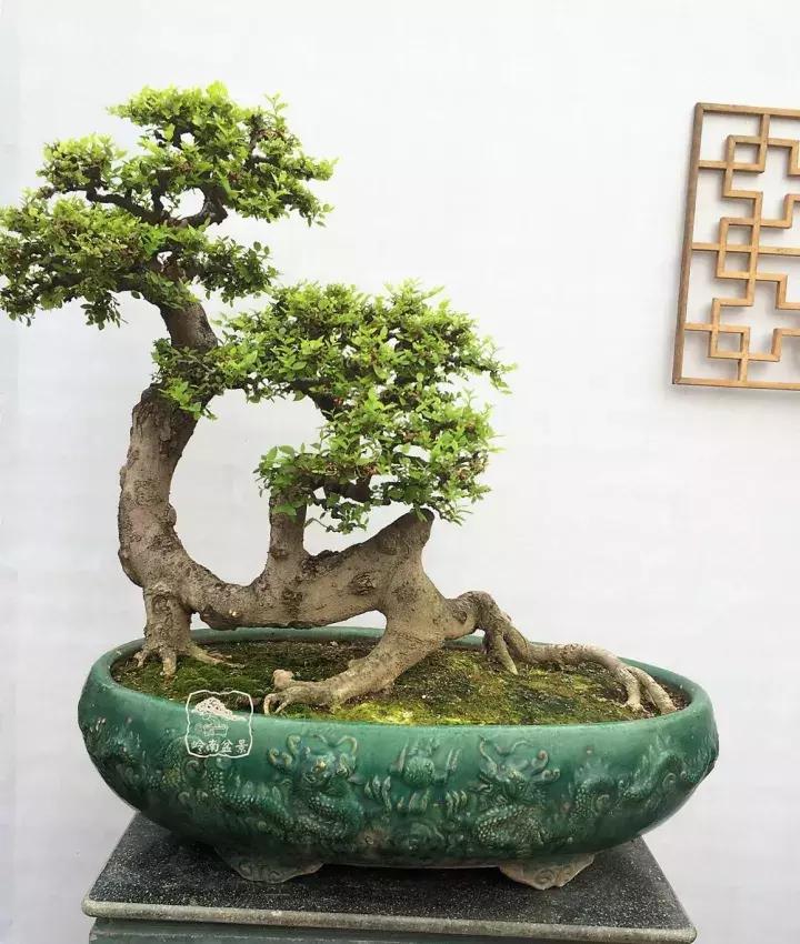 造型极美的盆景一起来欣赏,一组风吹出来的盆景欣赏动感十足