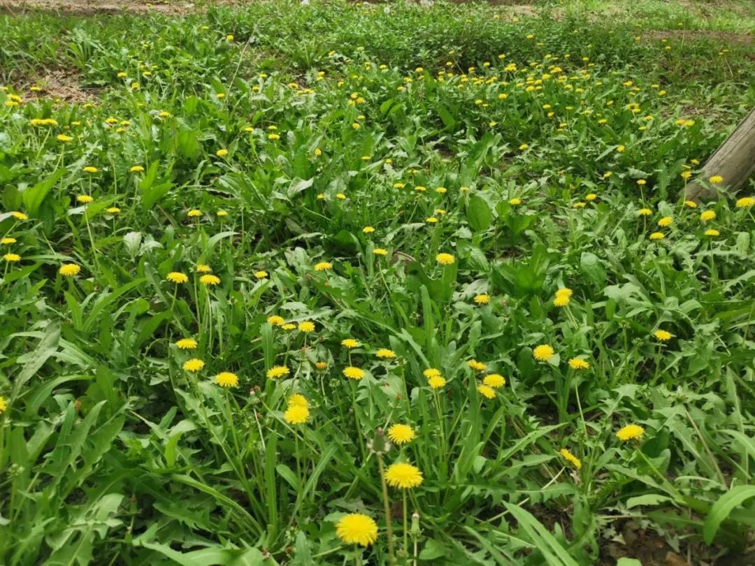 消灭蚜虫的最佳方法图解,消灭蚜虫的最好的方法是什么