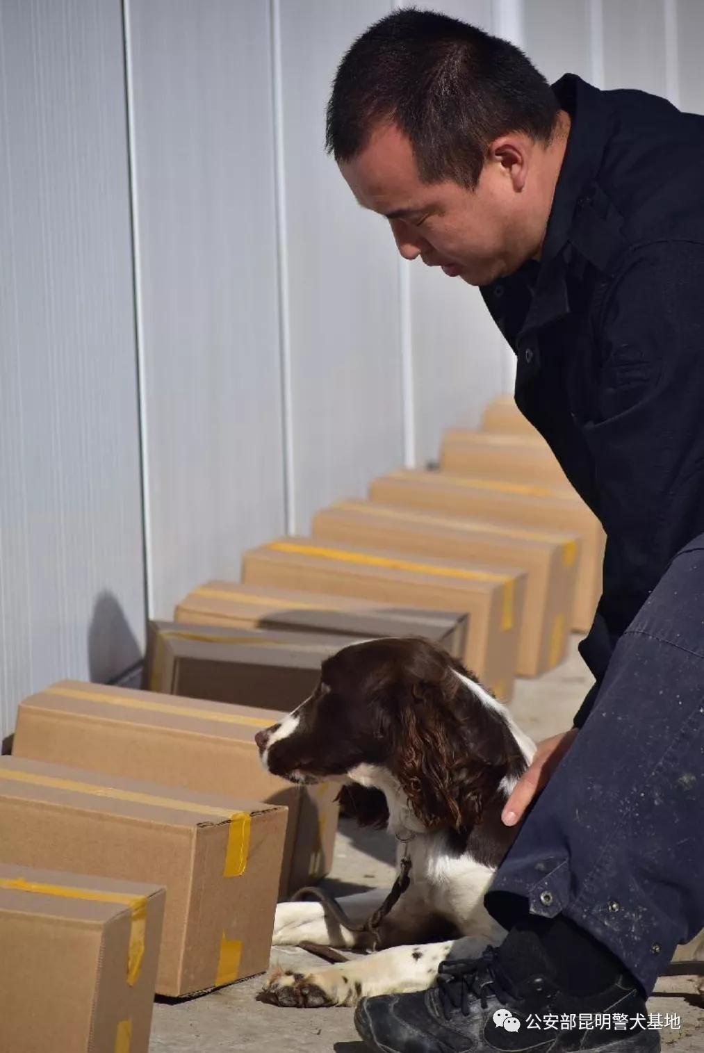 警犬金子,小警犬训练调皮视频