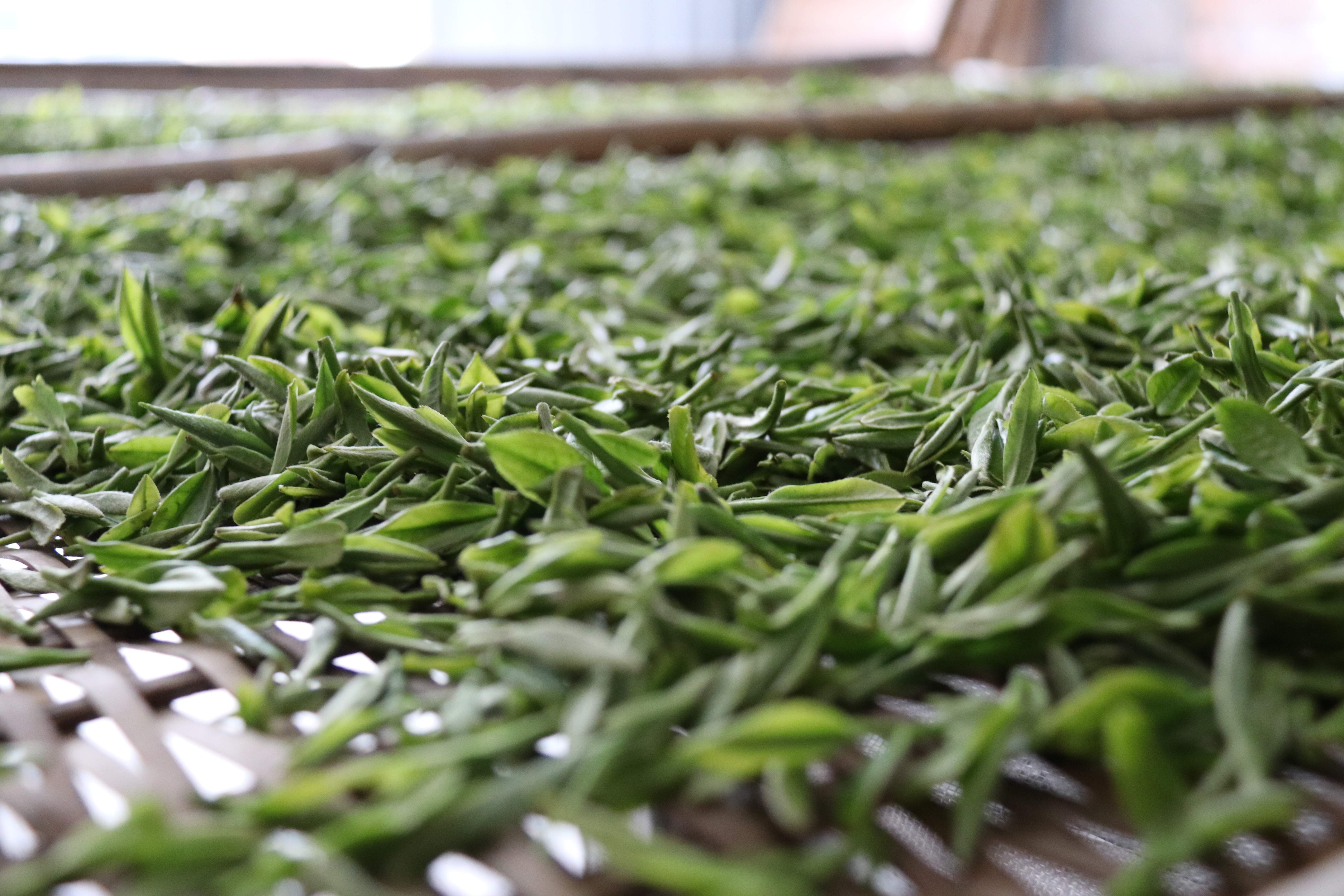 防坑指南，这十一款好茶闭眼挑