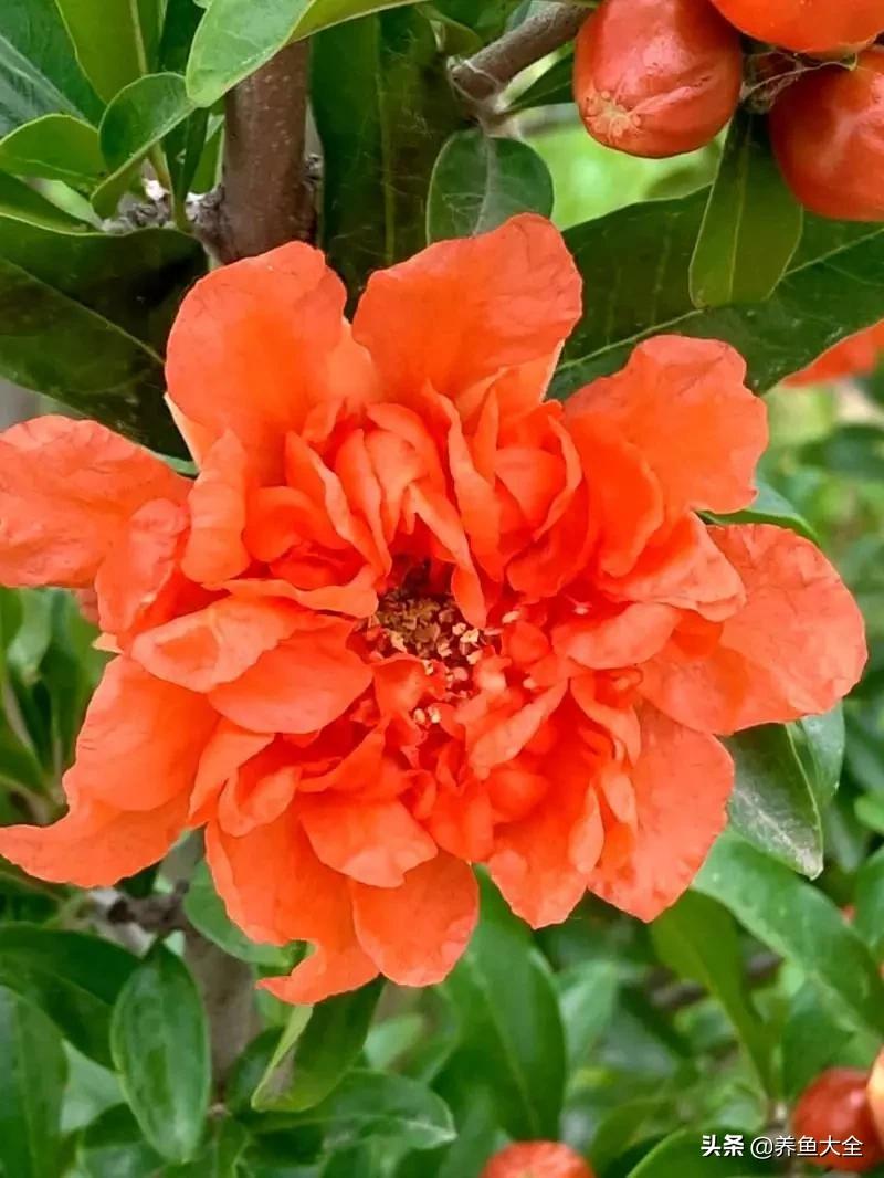 一至十二月的花期,12月到2月份的花期