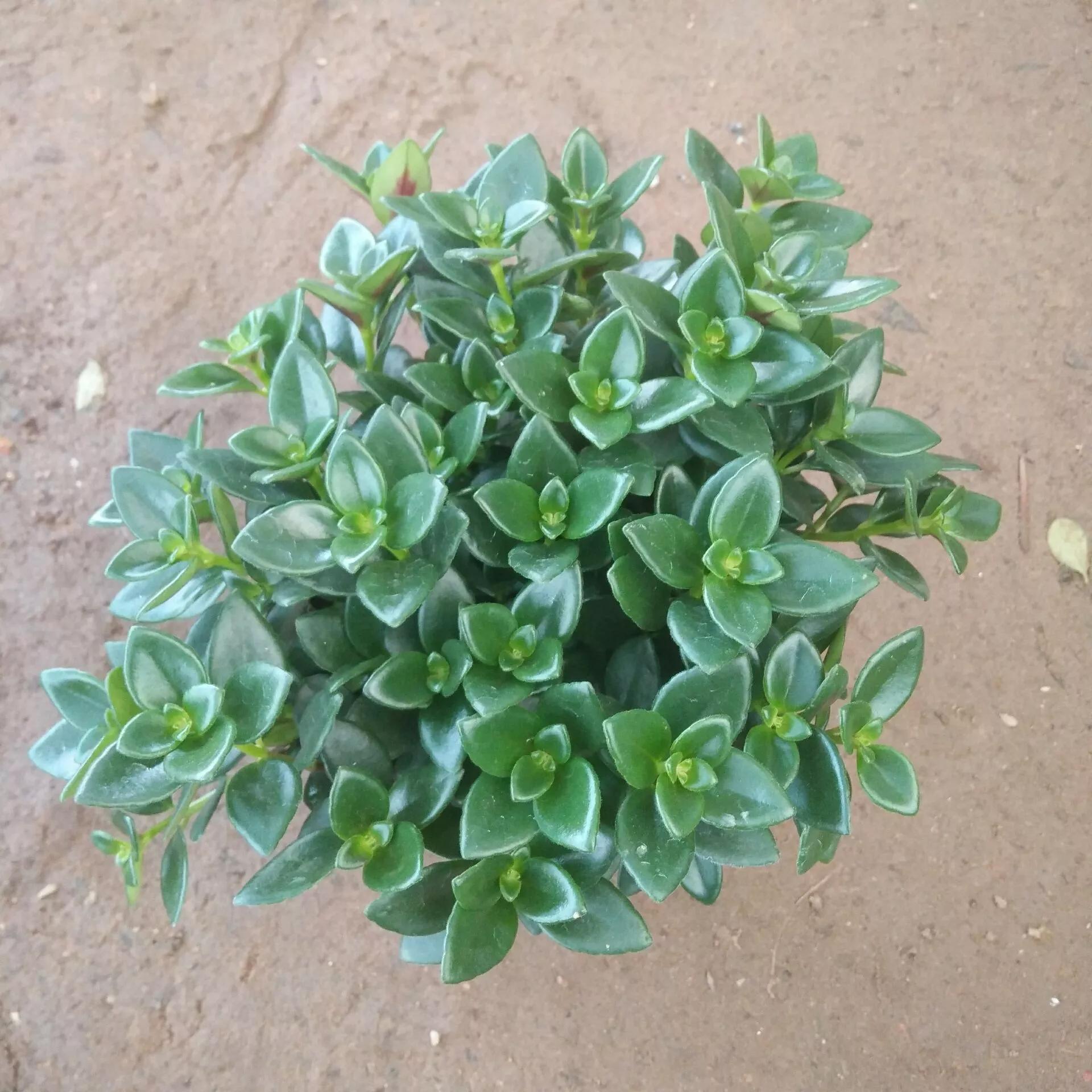 小金鱼花怎么养花开不败,小金鱼花好养吗图片