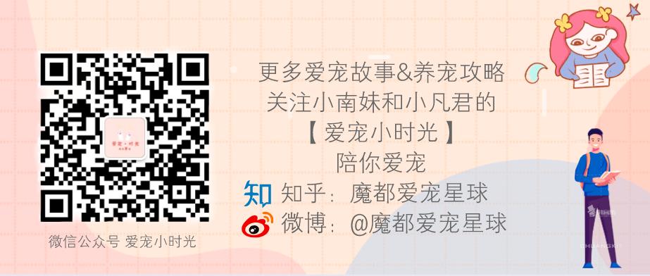 初为猫奴,新手猫奴必读