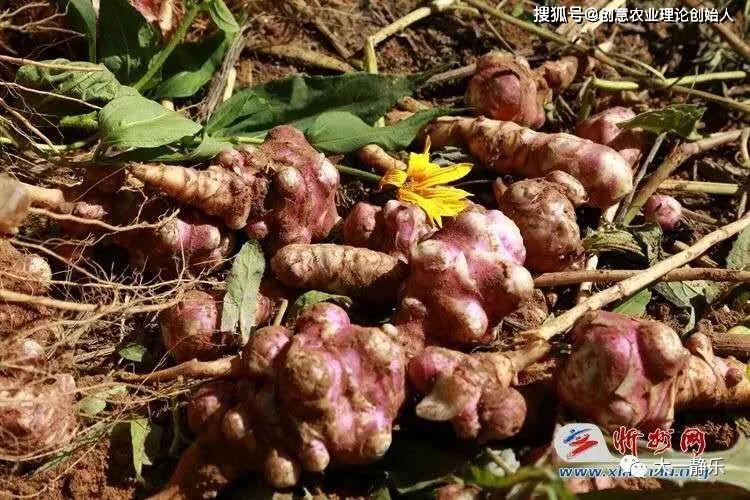 盆栽洋姜的方法,家庭种洋姜的正确方法