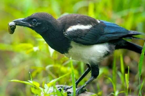 追兔捉鹰,撵兔子逮鹰的话