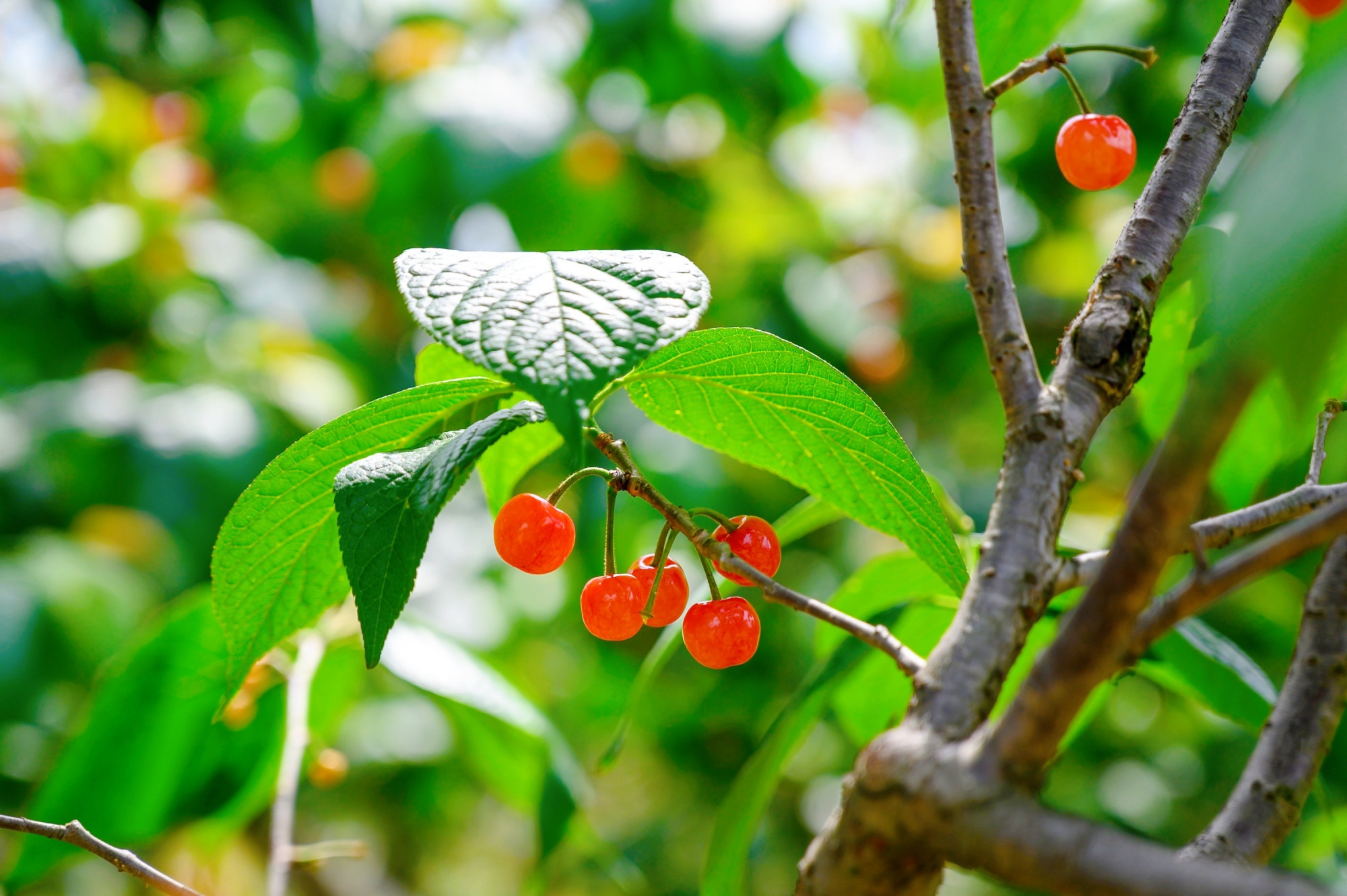 五一摘樱桃一日游,大山里摘樱桃一日游攻略