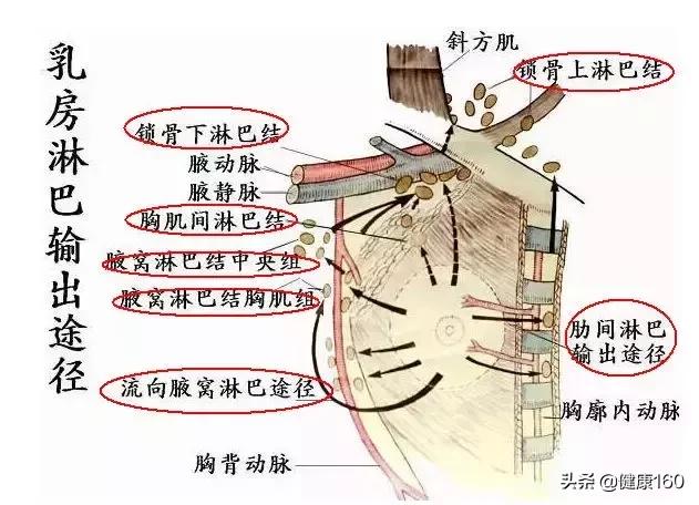 按摩疏通乳房丰胸的正确手法,如果丰胸按摩手法不对会怎么样