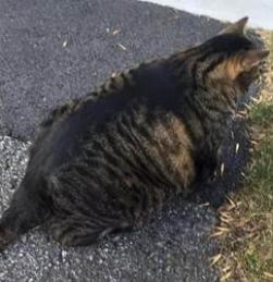 猫中最厉害的是橘猫吗,最胖的猫排名前十