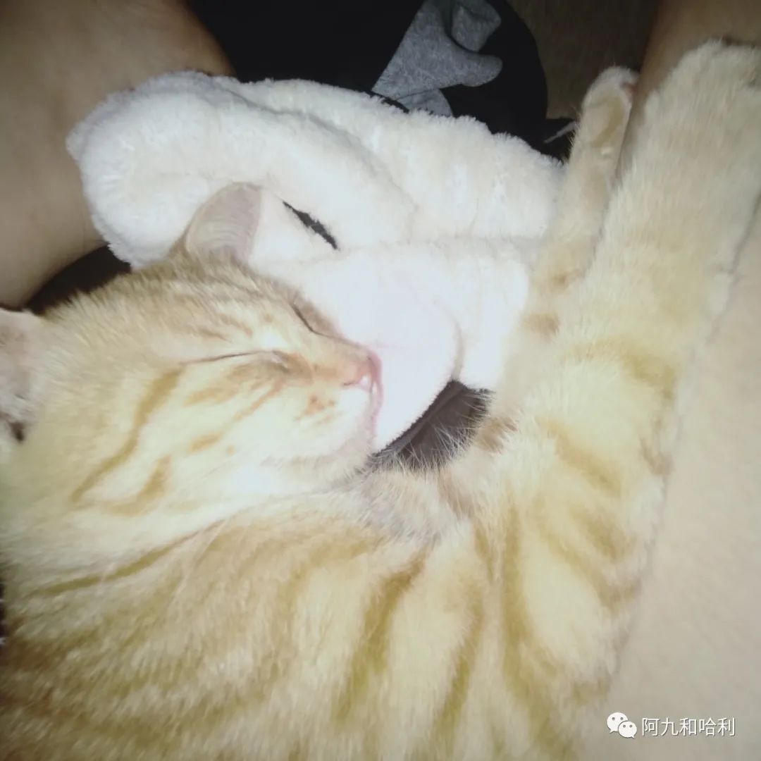 医生建议养猫治愈抑郁症,抑郁症养猫还是养狗好