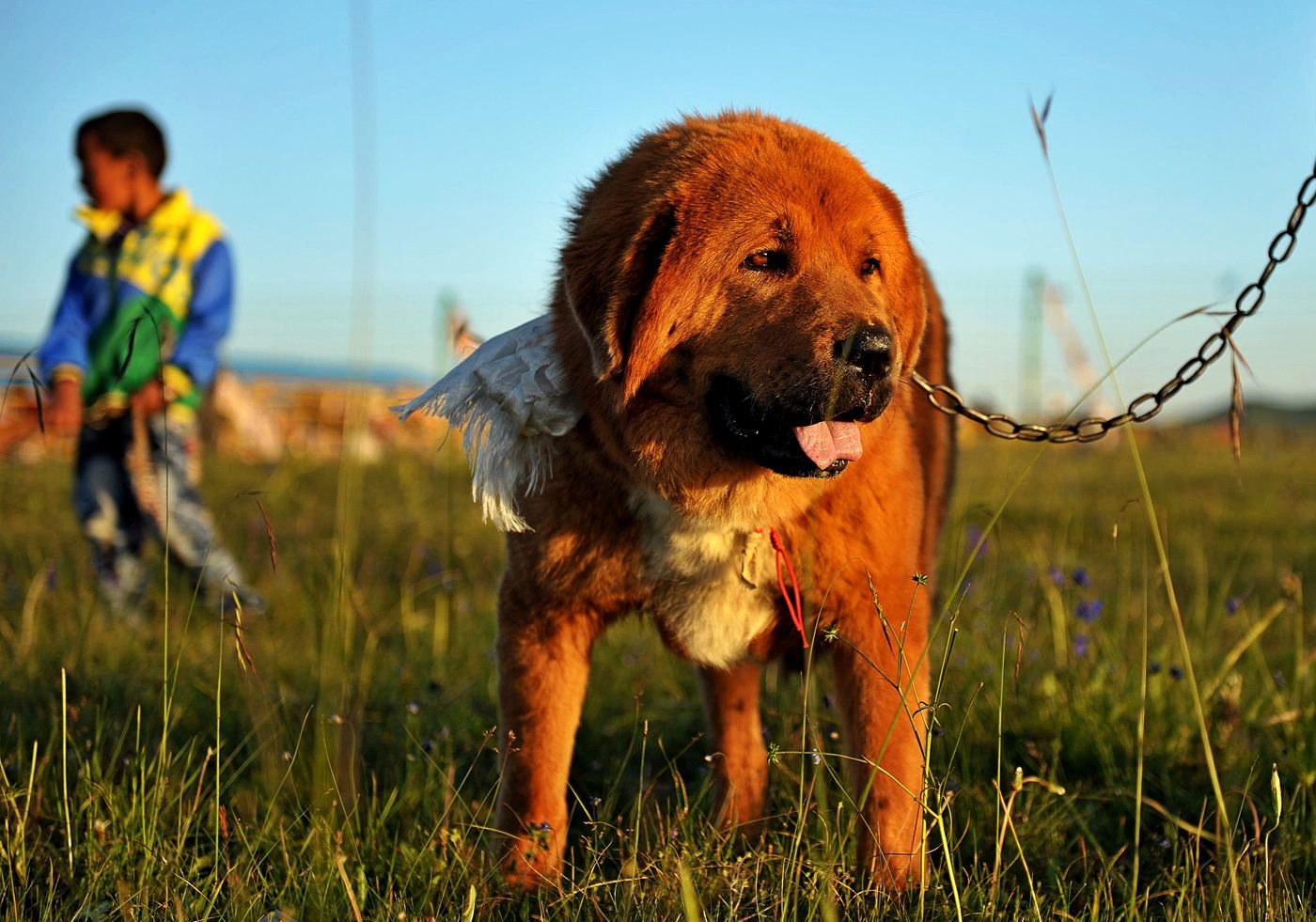藏獒为什么被城市列为禁养犬种,世界上藏獒最凶猛的犬类是什么