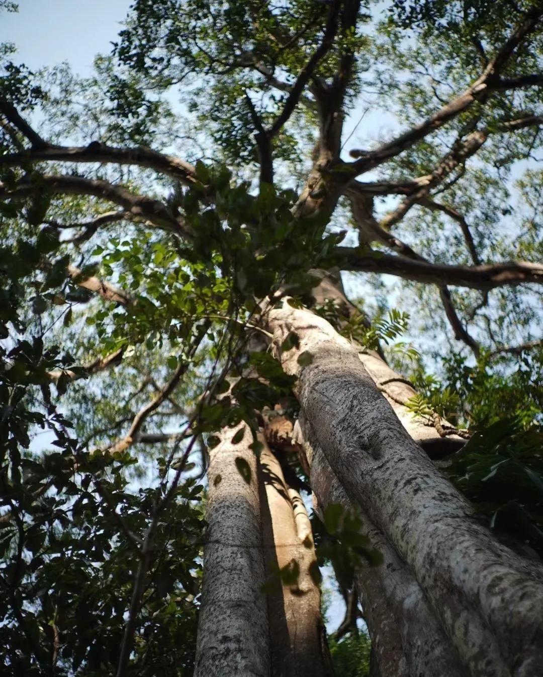 景迈普洱茶性价比,景迈纯古木流芳
