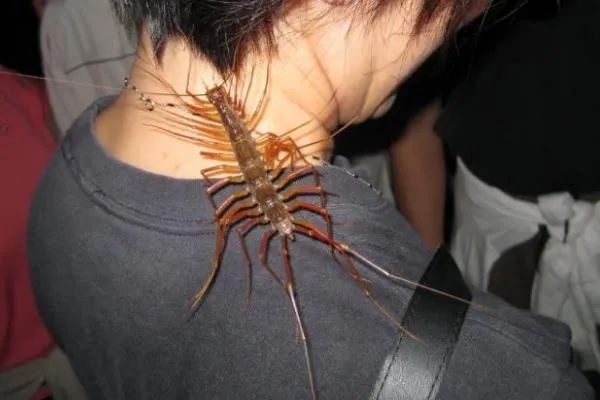 在南方大蜈蚣面前，南方大蟑螂简直不堪一提