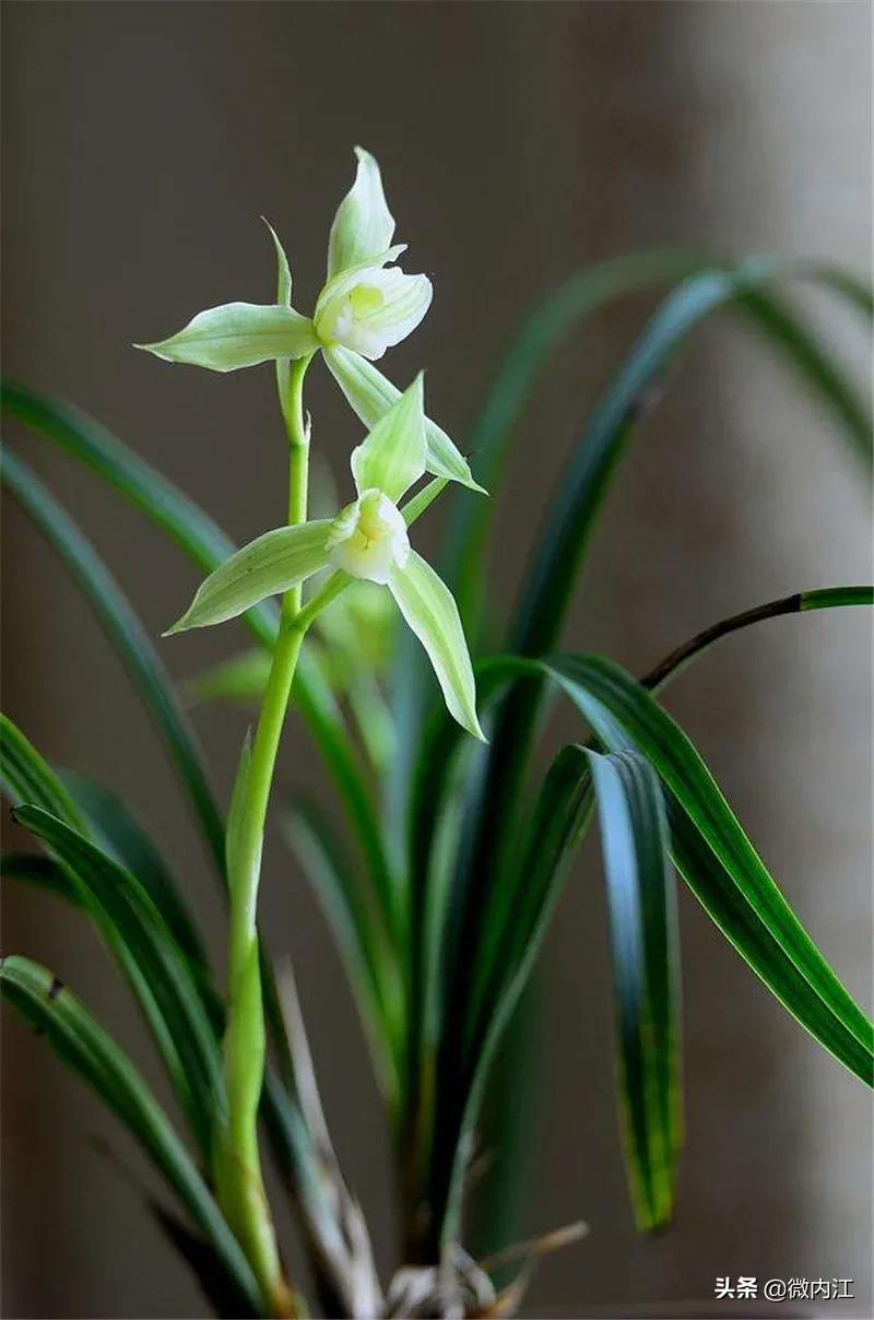 花中珍品！内江这朵花不一般，连*德朱**都很喜欢——