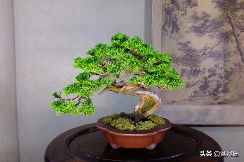 家里培植的盆景怎么养活,家里的松树盆景怎么养