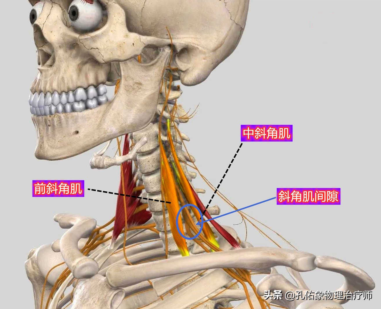胸和肩胛骨疼痛是什么原因,右胸和后背肩胛骨疼痛是什么原因