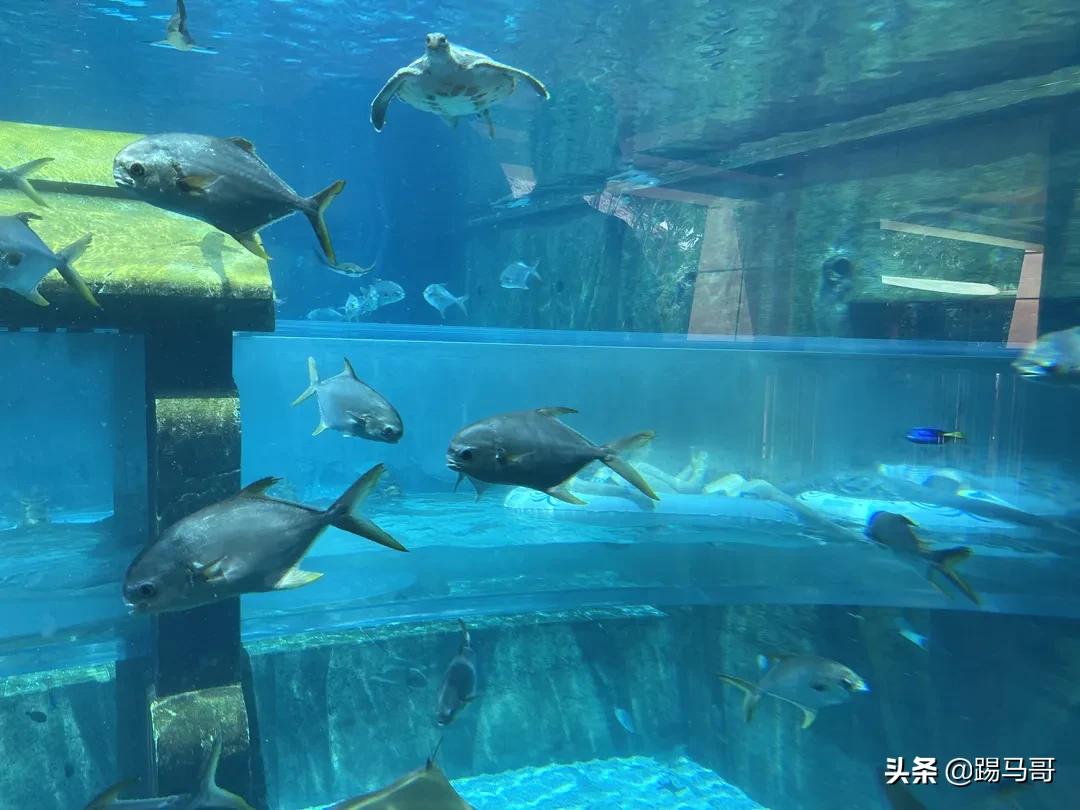 三亚避雷防坑攻略,三亚亲子游攻略亚特兰蒂斯