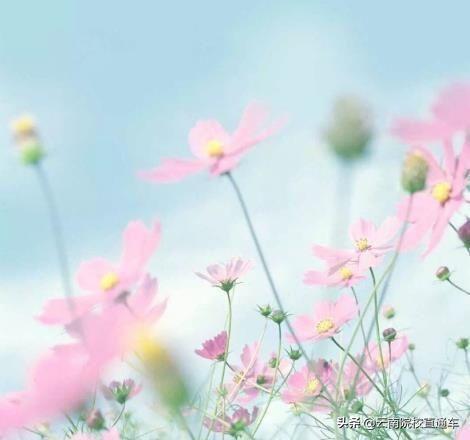 往年高考掉档是什么原因,高考掉档对下一批有什么影响