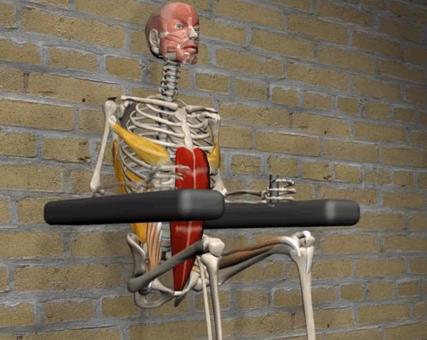 腹肌锻炼七天出腹肌八个动作,哪些动作可以练腹肌让腹肌更明显