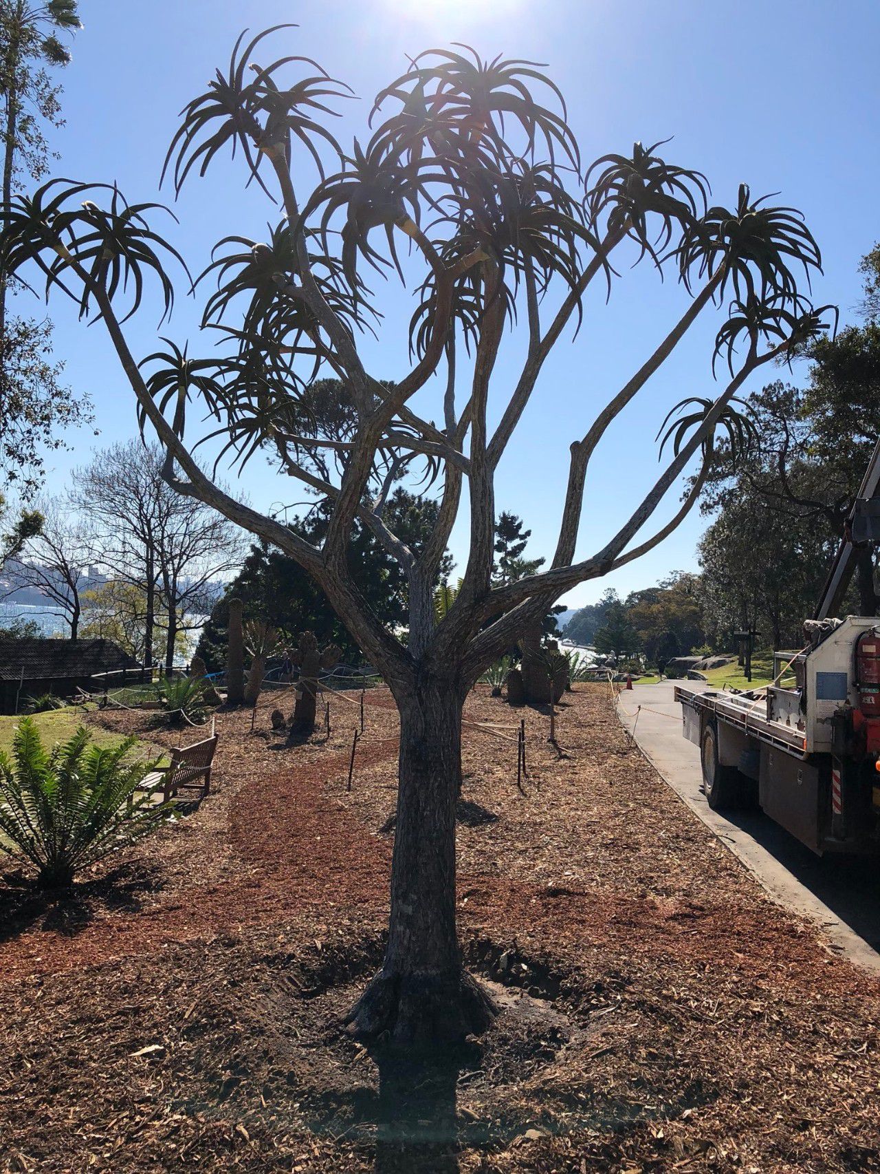 芦荟盆栽长得太高怎么办,冬天怎样快速生长芦荟