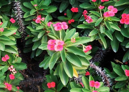 虎刺梅需要拔掉叶子吗,虎刺梅买回来用浇水吗