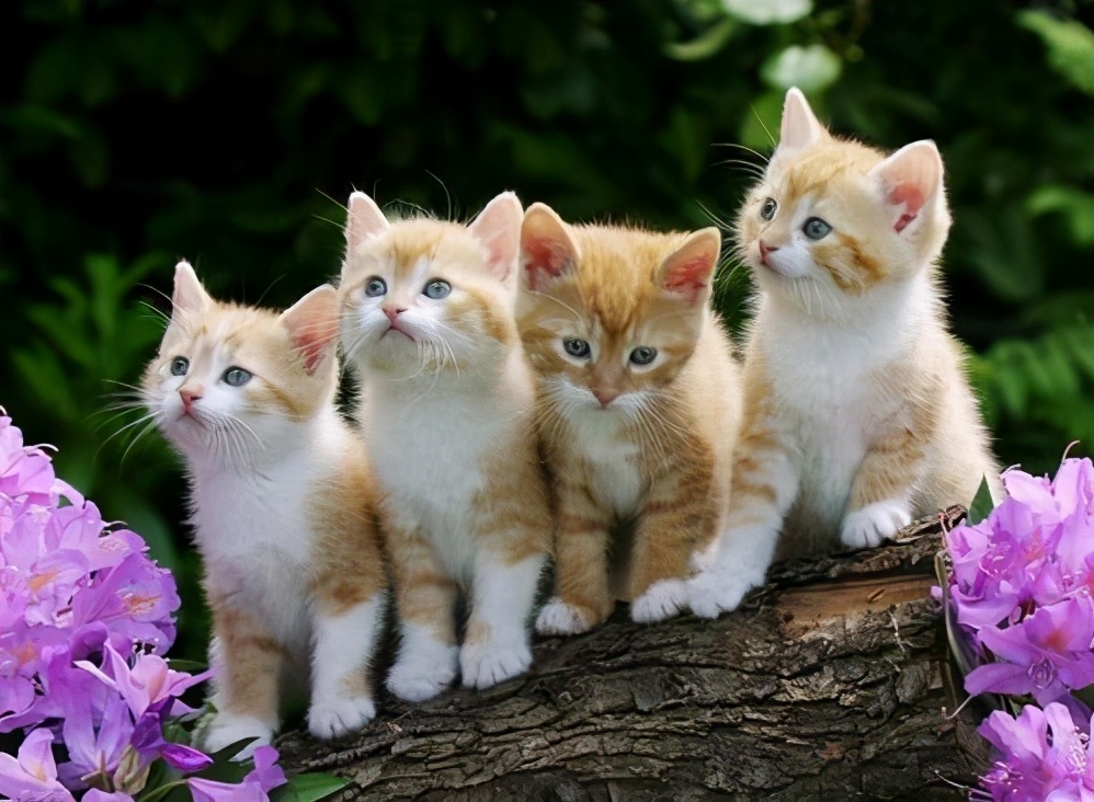 同一窝的猫怎么知道哪个先出生,老祖宗选猫方法