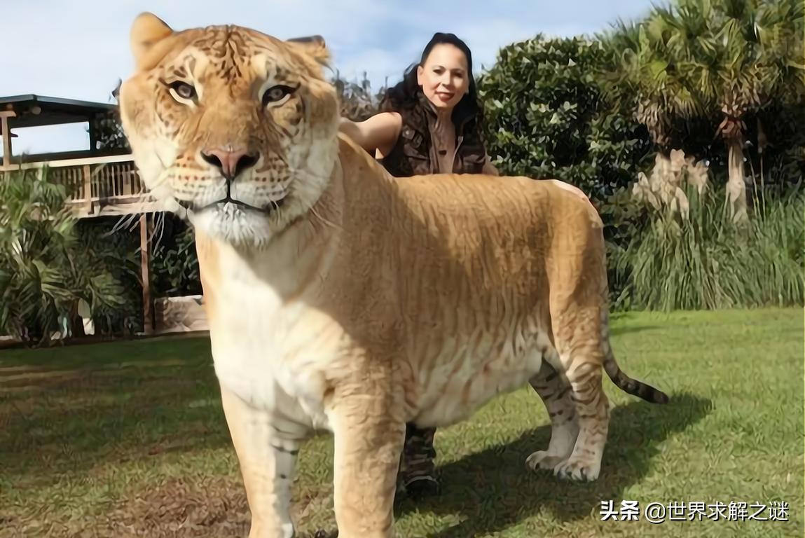 苏联黑猩猩能有后代吗,黑猩猩和红毛猩猩有后代吗