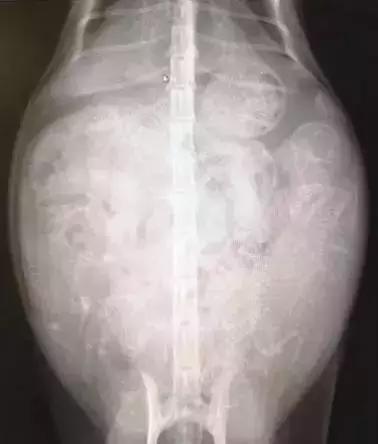 怀孕母猫如何照顾?怀孕期间及生产后的注意事项？