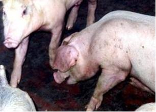 猪场常见问题专家解答（四）