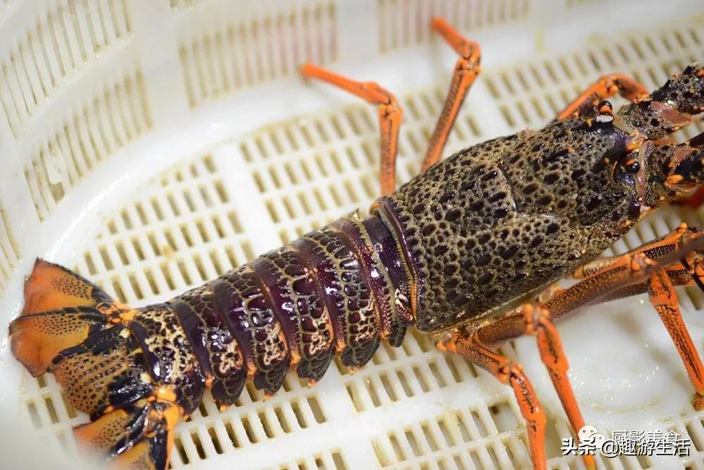 世界上的各种龙虾,世界上最大龙虾