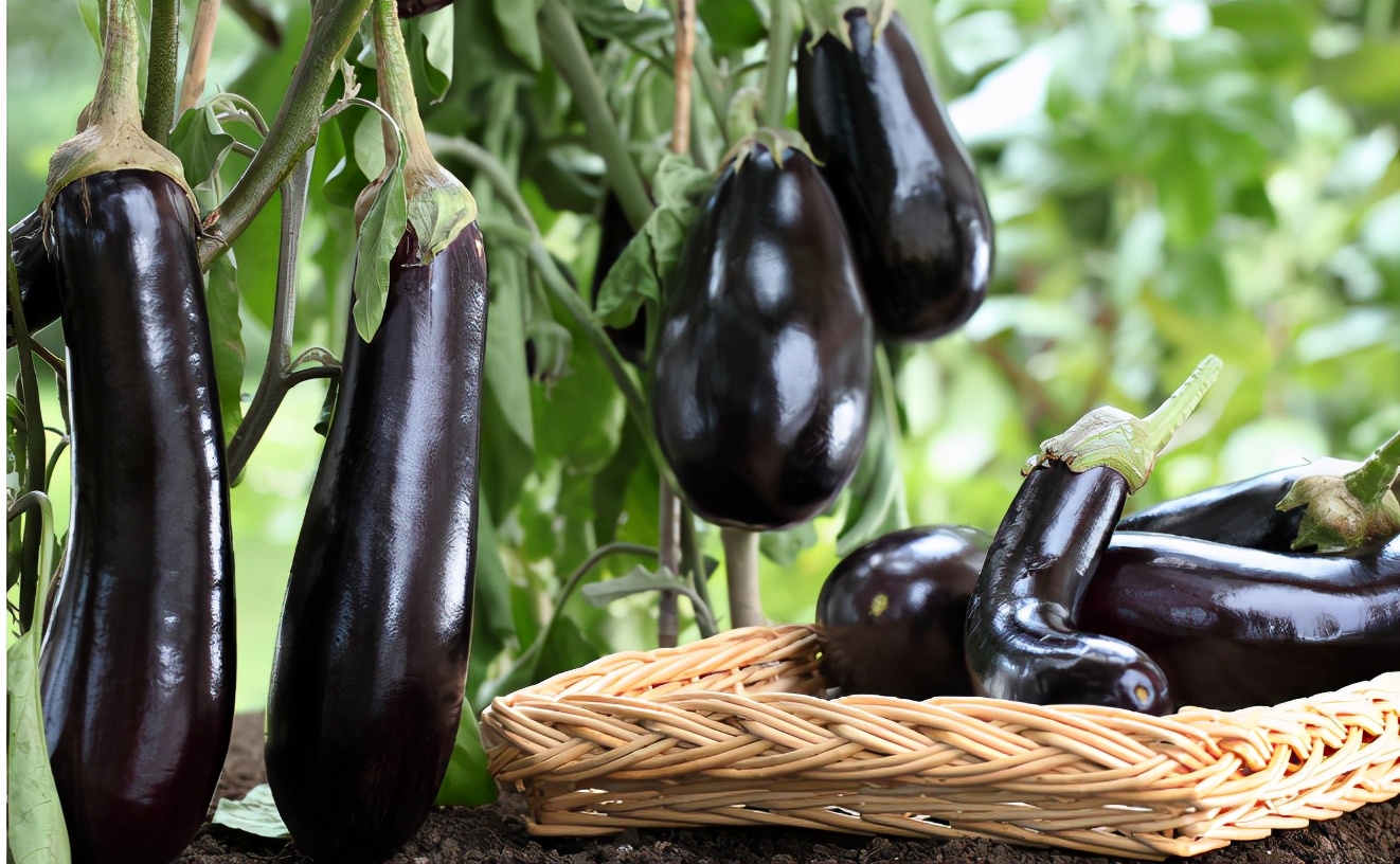 长茄子价格下跌原因,茄子价格降价