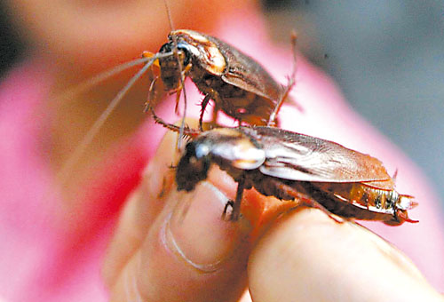 怎样判断有没有虫子进入小孩耳朵,如果不小心虫子飞进嘴里会怎么样