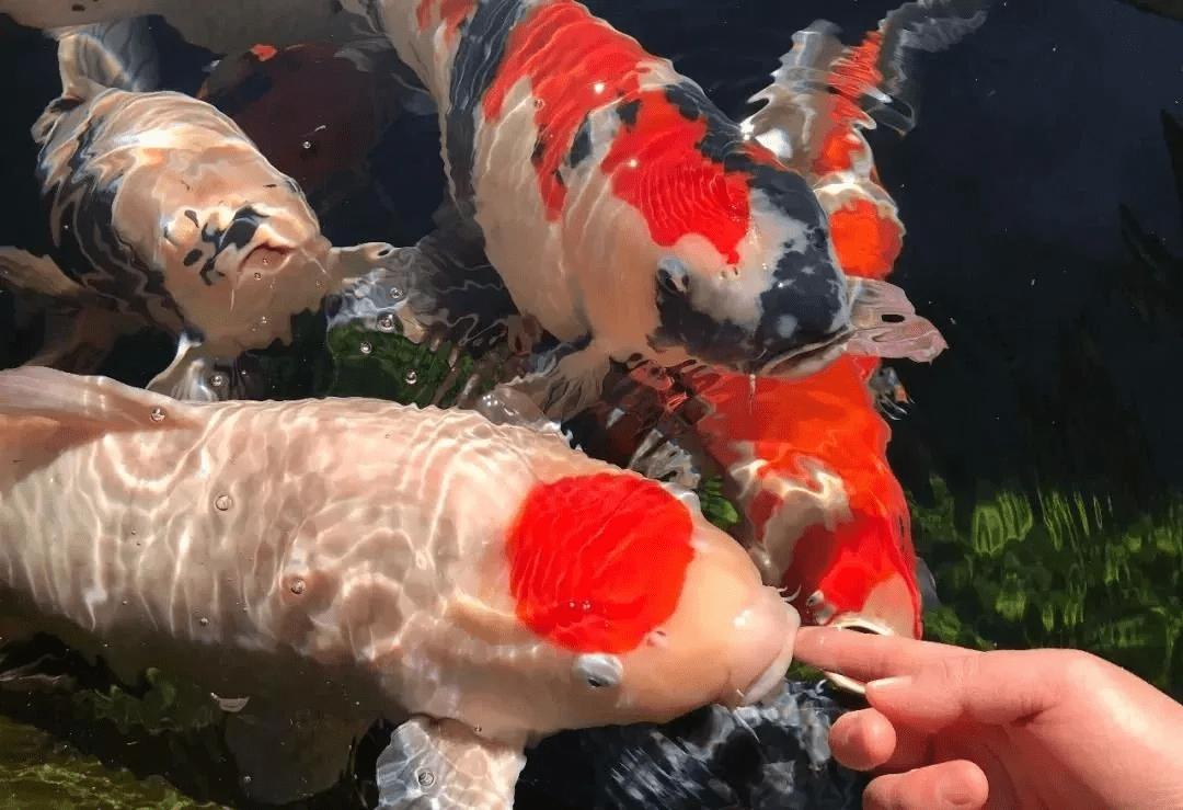 锦鲤鱼池传统过滤和智能过滤结合,锦鲤鱼池冬天到了要不要关过滤