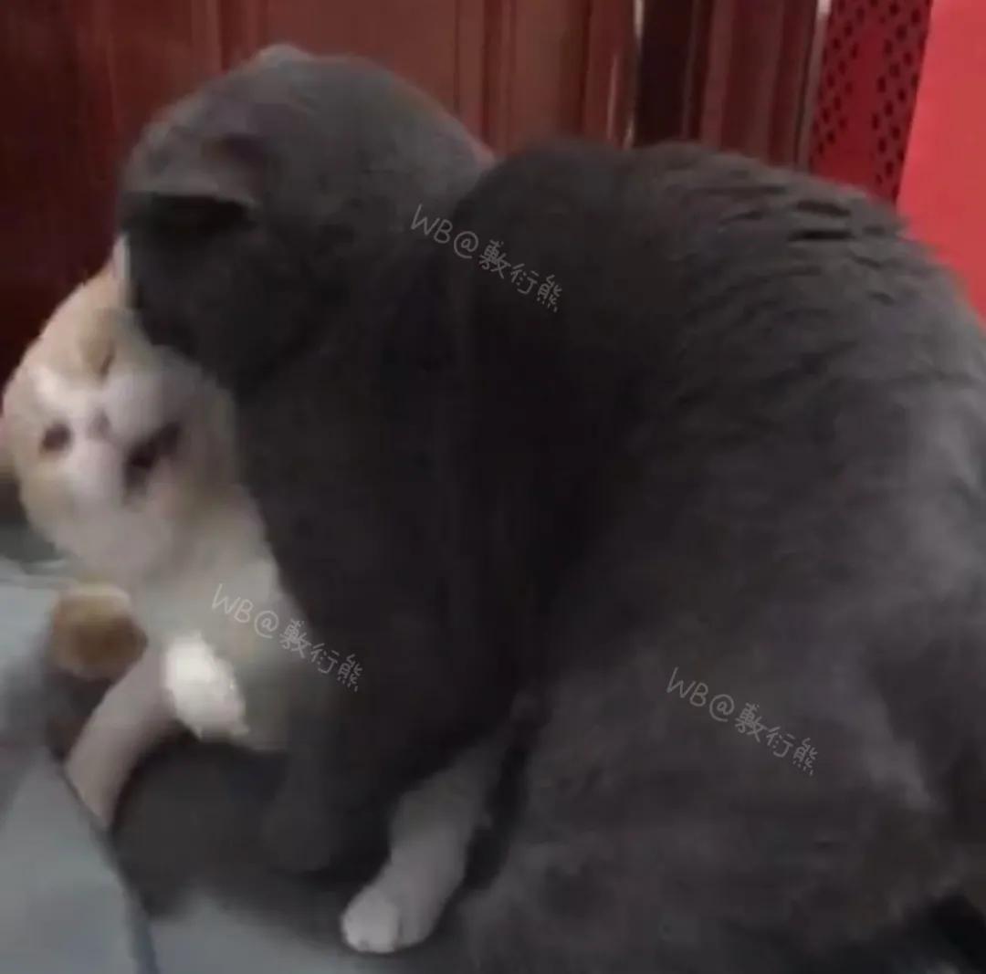 猫是只好猫，可被网友恶整后…哈哈哈没脸见人了