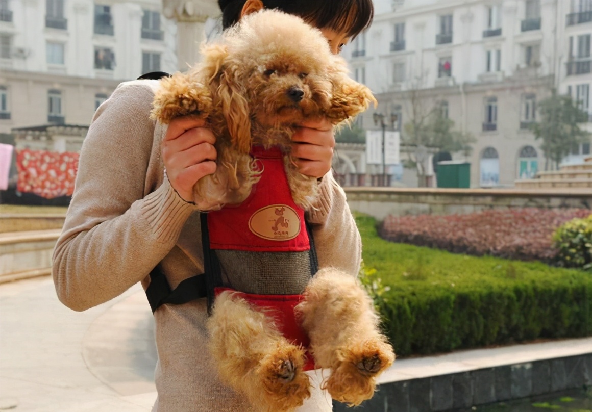 铲屎官都有过不想养狗吗,铲屎官没空喂猫怎么办