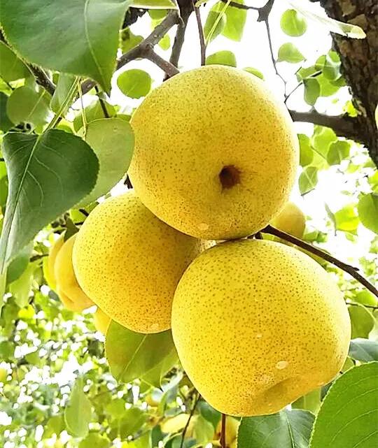 研泥酥梨特别甜——记侯城乡研泥村“三产”融合助推乡村振兴