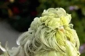 虎皮鹦鹉一共几种颜色,虎皮鹦鹉哪个品种最聪明