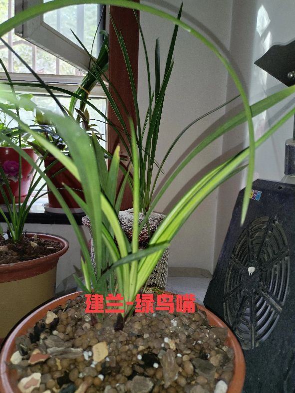 建兰怎么才能养好,不知不觉养了这么多宠物