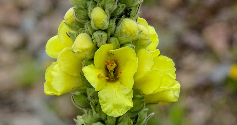 每个十一月生日对应的生日花,365天每天代表生日的花有哪些