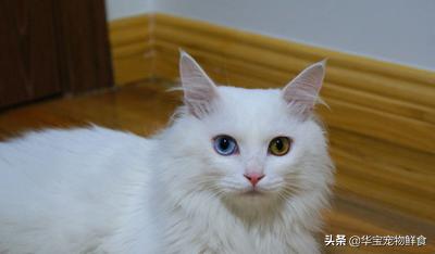 十大最受欢迎的宠物猫品种排行榜,常见的宠物猫的品种大全及图片