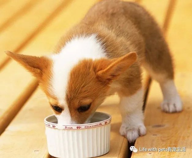 为什么猫狗不可以吃盐,猫狗不吃盐有坏处吗